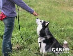 影響犬訓練的因素--主人