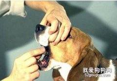 狗狗嘔吐的原因