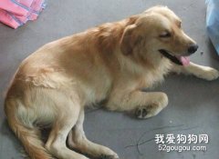 引起金毛愛咳嗽的病因