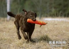如何訓練獵犬？