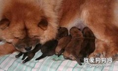 如何應對狗狗產后癱瘓？