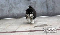 訓練阿拉斯加雪橇犬的方法