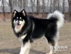阿拉斯加教育要點