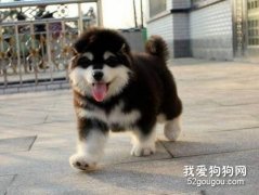 飼養阿拉斯加要具備什么？