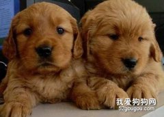金毛遺傳性疾病