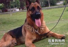 德牧的訓練方法和時間