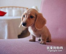怎樣預防犬的低血糖癥？