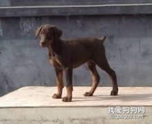 怎樣給杜賓犬洗澡？