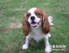查理王犬缺鈣怎么辦？