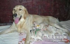 如何判斷狗狗是否患有低血鈣癥？