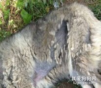 高加索犬掉毛怎么辦？