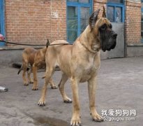 大丹犬會看家嗎？