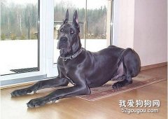 大丹犬缺鈣怎么辦？