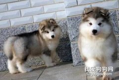 怎么喂養阿拉斯加雪橇犬幼犬？
