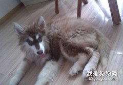 阿拉斯加常見的皮膚病