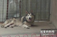 阿拉斯加懷孕怎么辦？