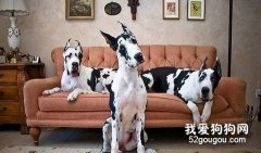大丹犬兇嗎？