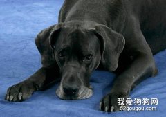 大丹犬得了犬瘟怎么辦？