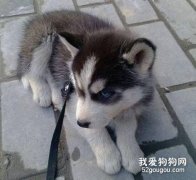 哈士奇忠心嗎？