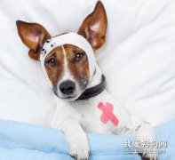幫狗狗解決呼吸抽搐