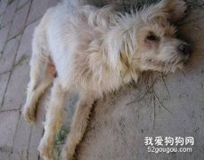 犬瘟熱免疫失敗的原因及對策