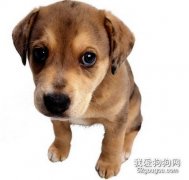 狗的消化系統以及營養需求