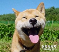 狗狗食肉的誤區介紹