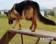 如何訓練德國牧羊犬？