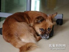 狗狗發生嘔吐時的自我診斷