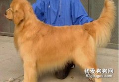 純種金毛有什么特征？