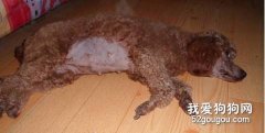 如何照顧懷孕狗狗？