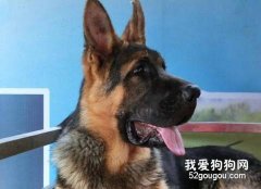 德國牧羊犬發燒怎么辦？