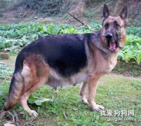 德國牧羊犬懷孕的特點