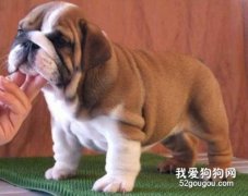 怎樣預防狗狗的犬窩咳？