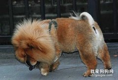 如何教松獅犬上廁所