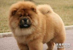 松獅犬的4個特點