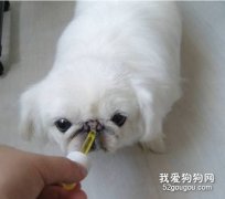 幫狗狗驅蟲需要注意什么？