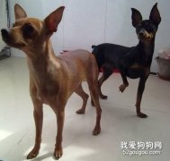 如何挑選迷你杜賓犬？