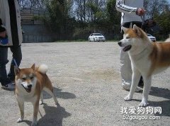 怎樣區分日本柴犬和秋田犬？