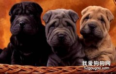 沙皮犬的顏色挑選？