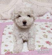 比熊犬咳嗽怎么辦？