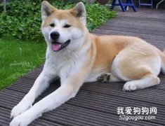 秋田犬的性格怎么樣？
