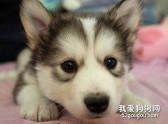 哈士奇拉肚子怎么辦？