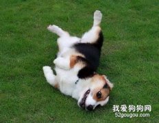 柯基犬出車禍的急救的方法
