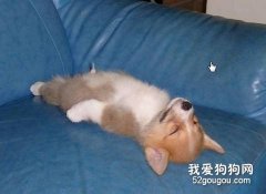 柯基犬的常見疾病