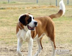 給圣伯納犬洗澡的5個步驟