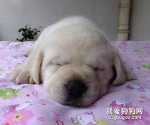 怎么辨別拉布拉多是不是得犬瘟了？