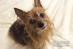約克夏缺乏維生素C會怎樣？