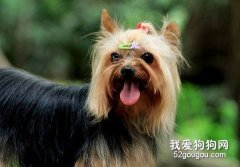 約克夏換牙要注意什么？