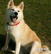 怎樣防止被秋田犬咬？